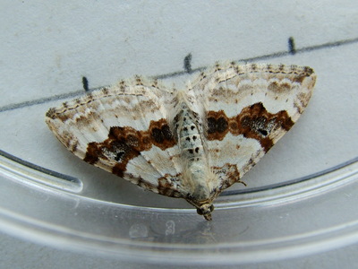 Silver-ground Carpet